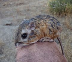 color climax animal farm|Small mammals of California · iNaturalist.